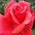 Roșu - Trandafir teahibrid - Allégresse